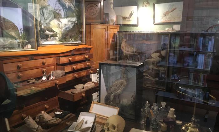 Display of items you would find in a Victorian naturalist's study. Including specimens, taxidermy, and other curious objects.
